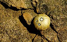 H Peter CULLMAN "Sea urchin", 1969, gold brooch with pearl and diamonds (ill. Optima Sept. 1970) (Img. Struan Robertson)