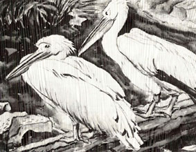 Eric BYRD "Pelicans", 1940 - watercolour 37.2x50.2 cm (Coll. SA National Gallery, Cape Town)